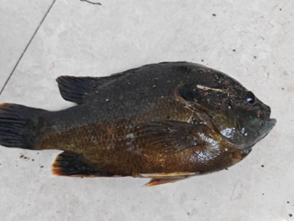 股巢网 重金属版罗非鱼？上海男子钓到古怪淡水鱼，网友：早日自首吧！